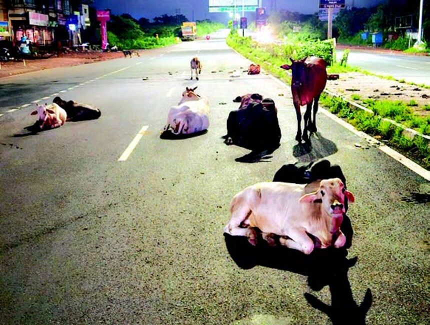 Owners of stray cattle to be blacklisted, debarred from dairy farming schemes 1 Owners of stray cattle to be blacklisted, debarred from dairy farming schemes