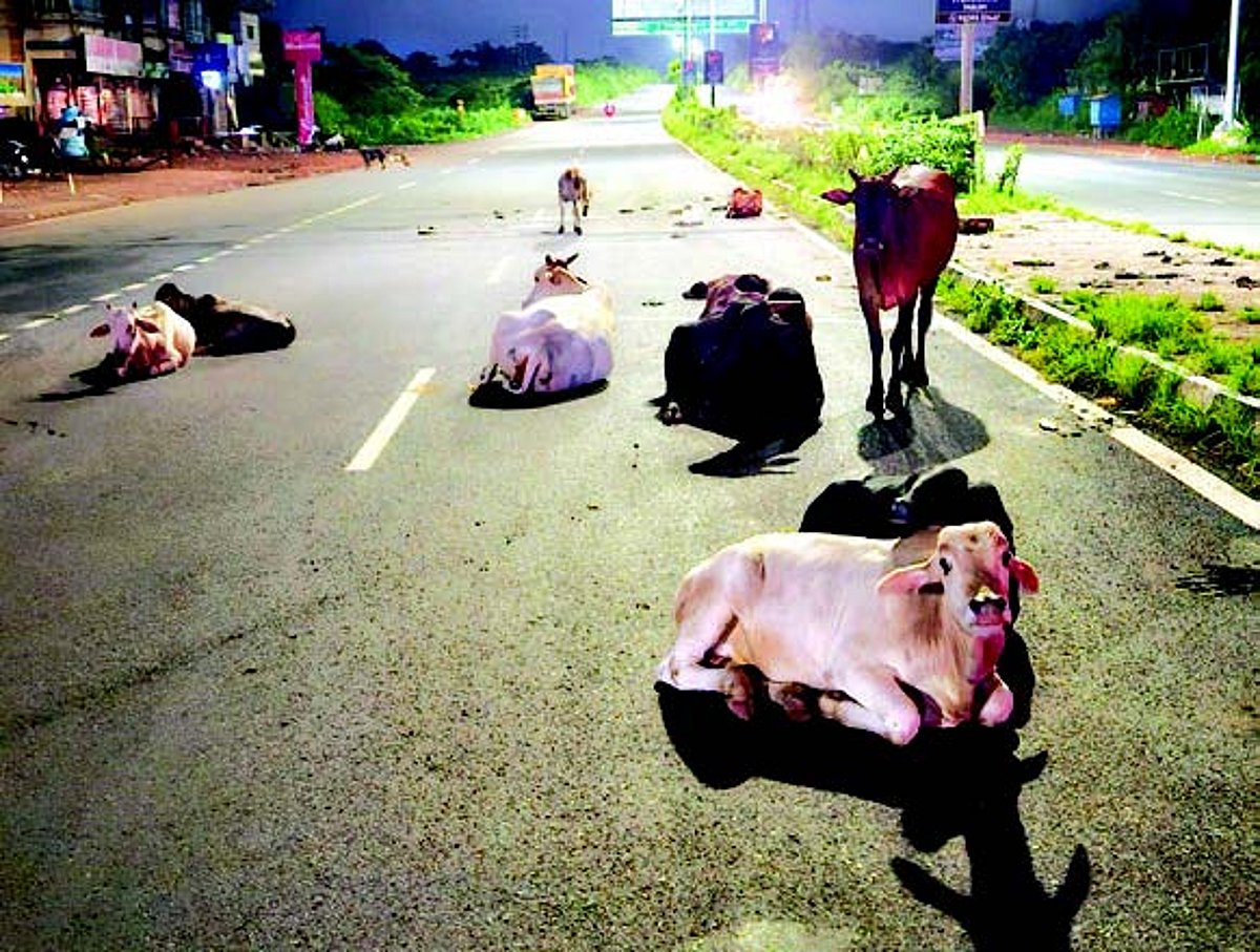 Owners of stray cattle to be blacklisted, debarred from dairy farming schemes