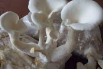 Oyster Mushroom  Cultivation seminar held