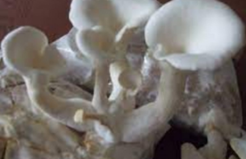 Oyster Mushroom  Cultivation seminar held