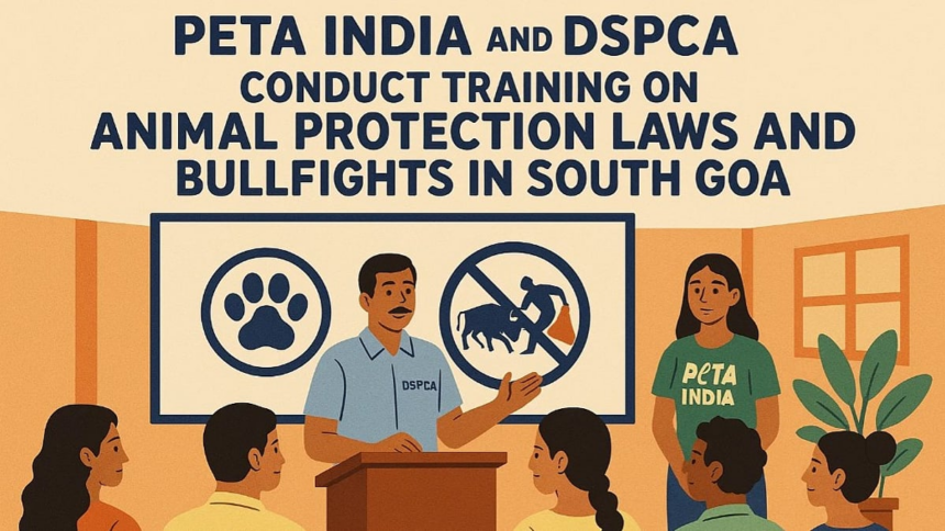 PETA India and DSPCA Conduct Training on Animal Protection Laws and Bullfights in South Goa 1 PETA India and DSPCA Conduct Training on Animal Protection Laws and Bullfights in South Goa