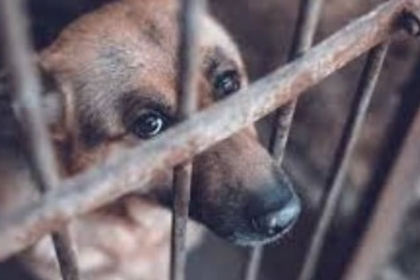 PETA India’s Legal Advisor Conducts Training on Animal Cruelty Laws for DSPCA South Officers