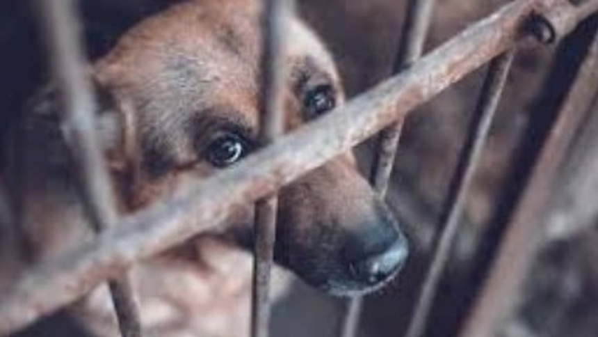 Goa’s DSPCA Calls on Public to Foster Animal-Friendly Communities 1 PETA India’s Legal Advisor Conducts Training on Animal Cruelty Laws for DSPCA South Officers