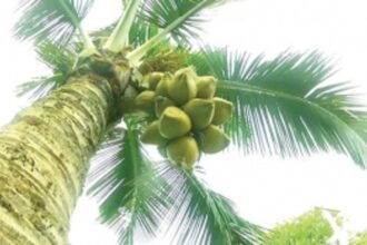 PLUCK JOB Still a nutty  problem
