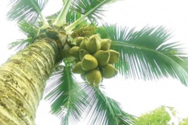 PLUCK JOB Still a nutty  problem