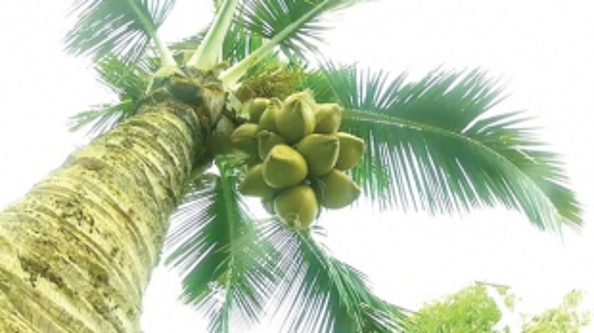 PLUCK JOB Still a nutty  problem