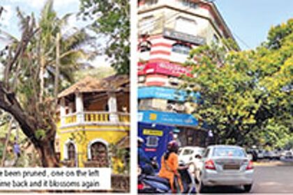 PRUNING THE PROBLEM BEFORE IT TOPPLES OVER