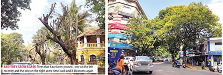 PRUNING THE PROBLEM BEFORE IT TOPPLES OVER