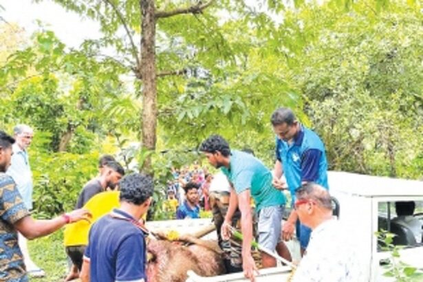 Packs of fierce wild dogs unleash  reign of terror in Sattari forests