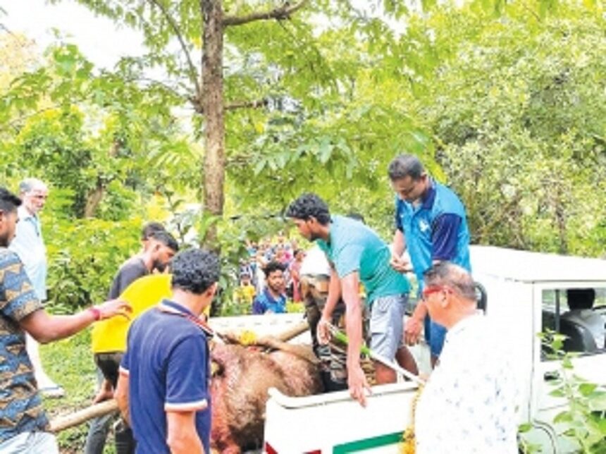 Packs of fierce wild dogs unleash  reign of terror in Sattari forests