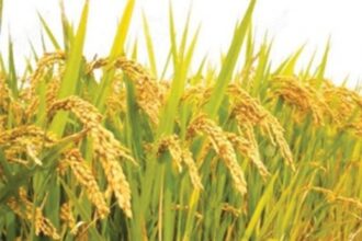 Paddy cultivation seeing gradual growth
