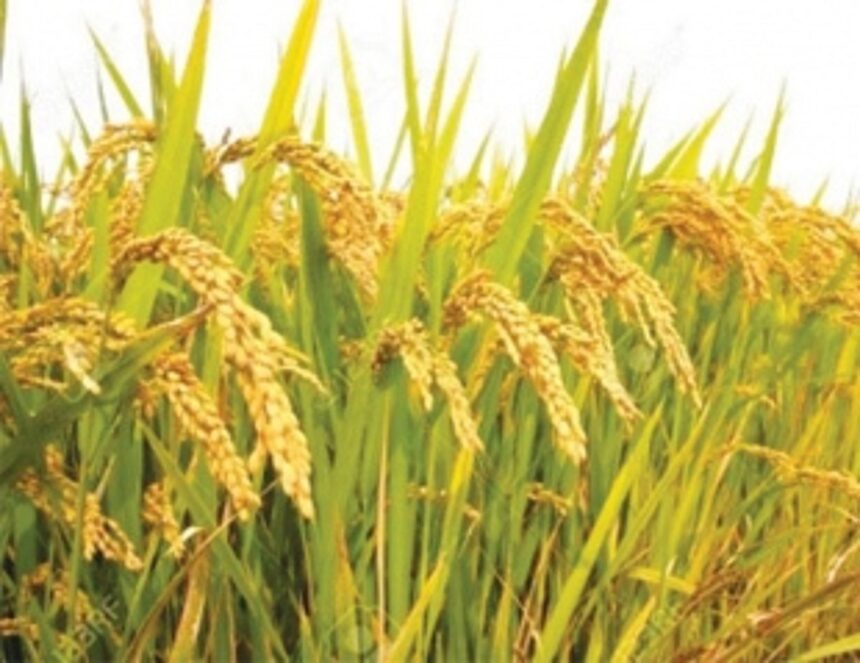 Paddy cultivation seeing gradual growth