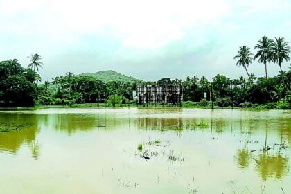 Paddy farmers in distress as relentless rains threaten harvest-ready crop in Salcete