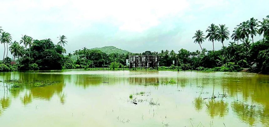 Paddy farmers in distress as relentless rains threaten harvest-ready crop in Salcete