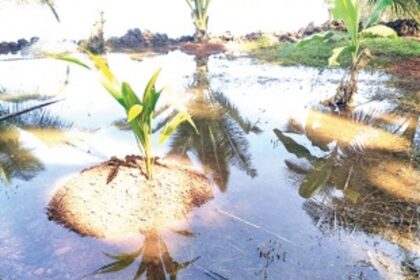 Paddy field submerged, farmer complains to Kundaim Panchayat, Ponda Mamlatdar