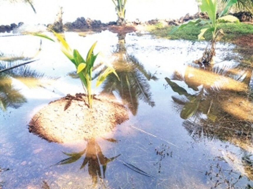 Paddy field submerged, farmer complains to Kundaim Panchayat, Ponda Mamlatdar 1 Paddy field submerged, farmer complains to Kundaim Panchayat, Ponda Mamlatdar