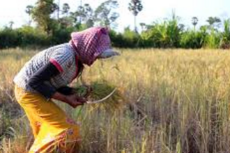 Paddy harvesting likely to hit due to harvesters’ absence