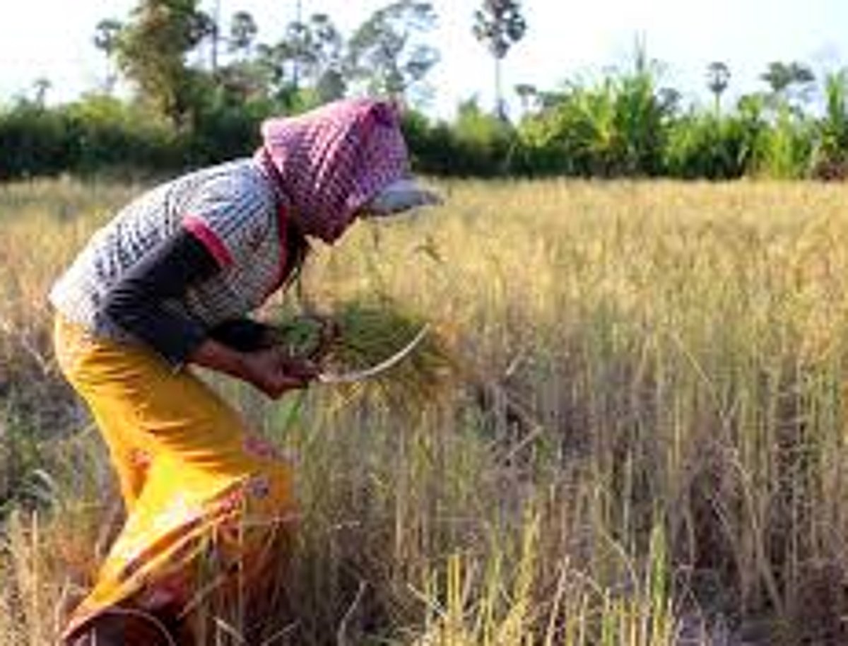 Paddy harvesting likely to hit due to harvesters’ absence