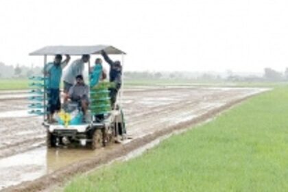 Paddy transplanting machine begins work; target 300 hectares in South