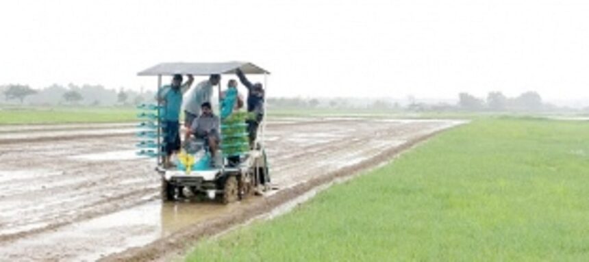Paddy transplanting machine begins work; target 300 hectares in South