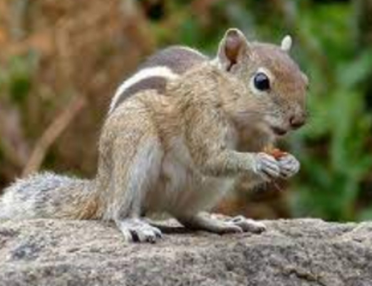 Palm Squirrel: A  Navigating Master