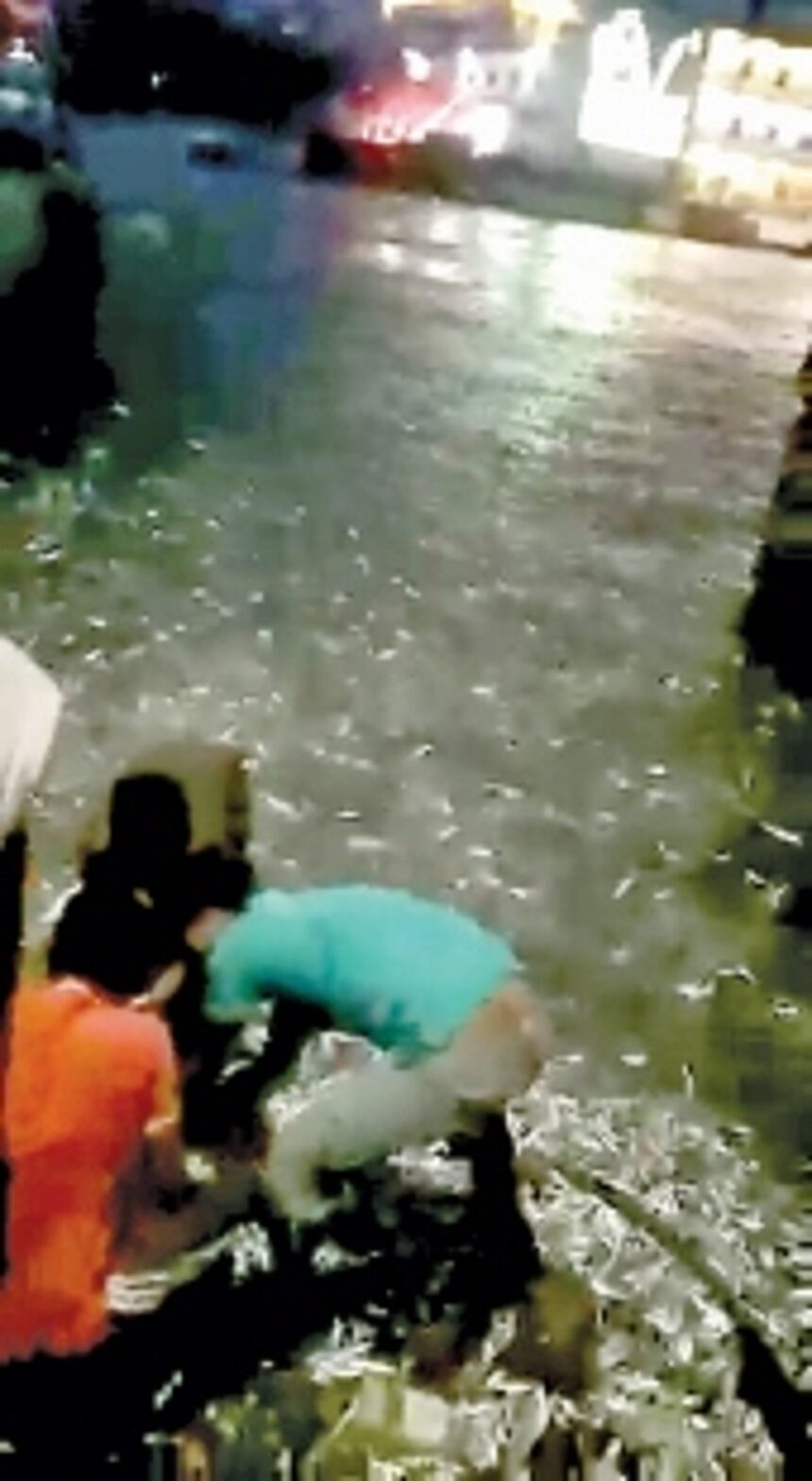 Palyekar to seek probe in fish washing ashore at Panjim ferry wharf 1 Palyekar to seek probe in fish washing ashore at Panjim ferry wharf