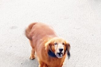 Pampered unchained canines of the rich terrorising innocent joggers