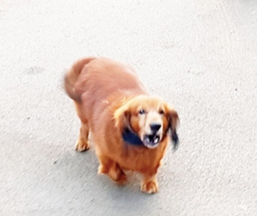 Pampered unchained canines of the rich terrorising innocent joggers