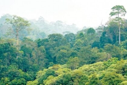 Panel disposes 1306 survey  Nos ‘identified’ as pvt forests