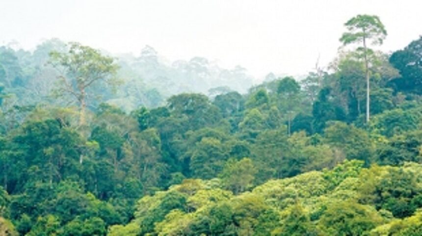 Panel disposes 1306 survey Nos ‘identified’ as pvt forests