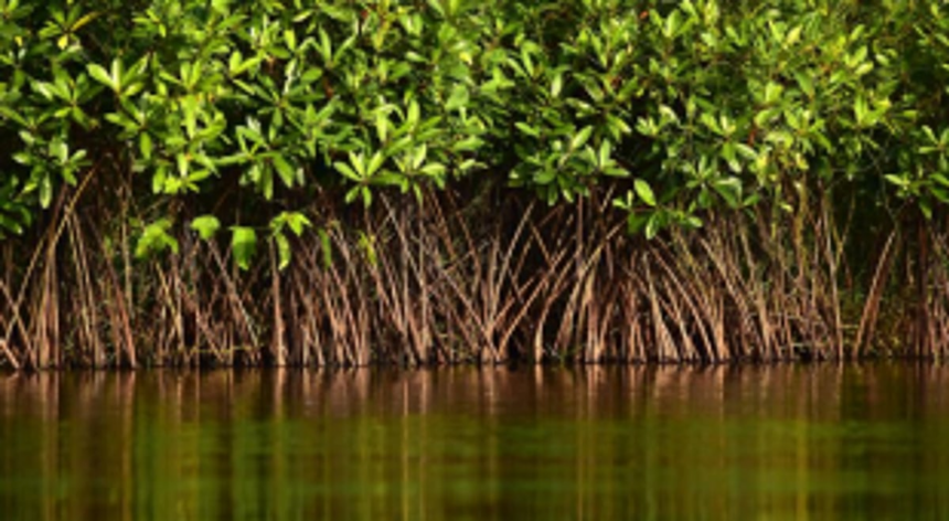 Panels formed for preparing management plans on Khazan lands, mangroves & fishing community in CRZ areas 1 Panels formed for preparing management plans on Khazan lands, mangroves & fishing community in CRZ areas