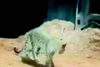 Panic in Borim as leopard sighted by youth