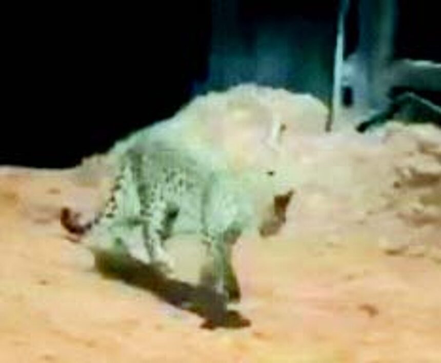 Panic in Borim as leopard sighted by youth