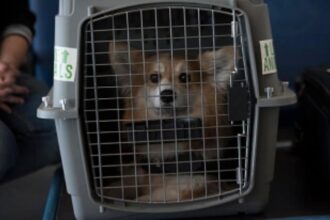 Panic in cabin mid-air,  woman booked for opening  cage containing dog