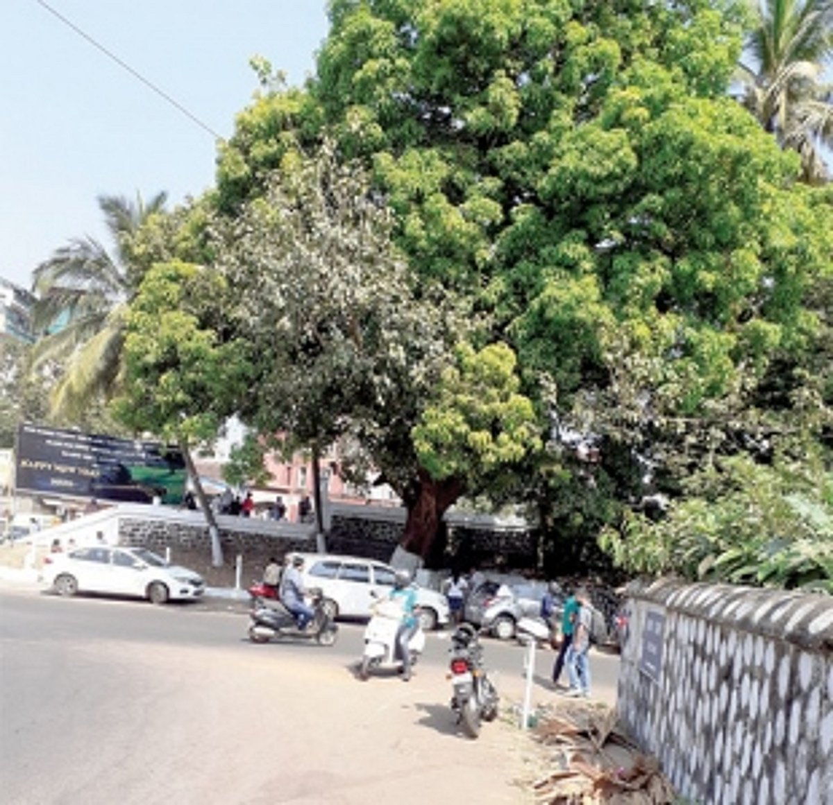 Panjim City: How sweet and safe is this mango tree