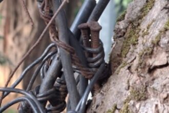 Panjim Trees Suffer Slow Demise as Nails, Wires, and Banners Take Toll