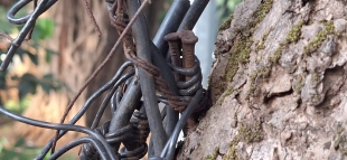 Panjim Trees Suffer Slow Demise as Nails, Wires, and Banners Take Toll