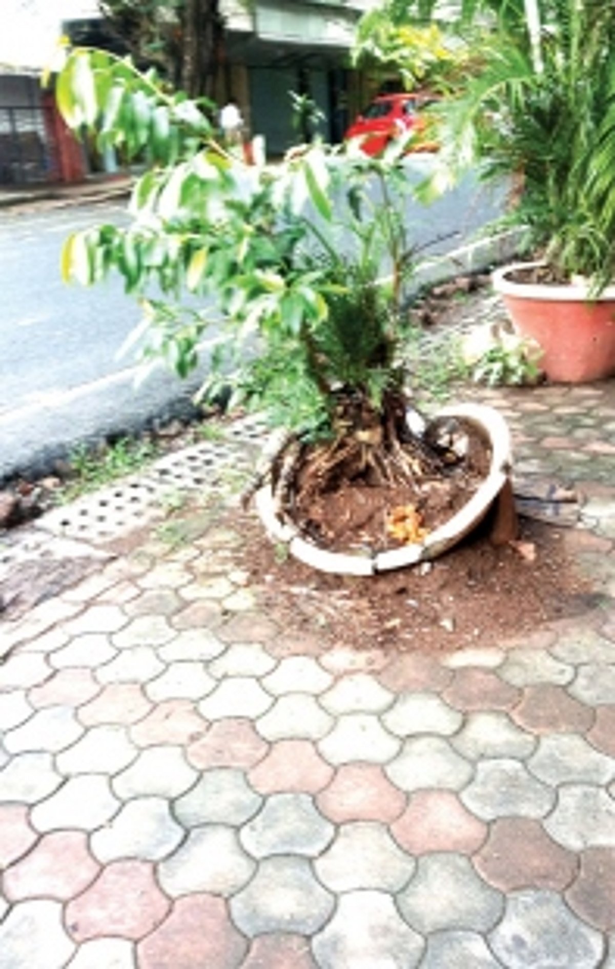 Panjim the cleanest city of Goa?
