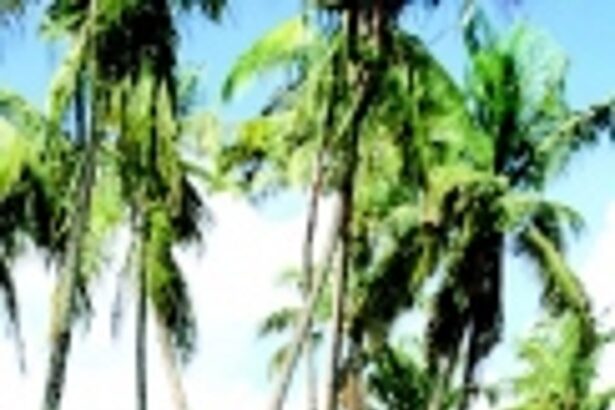 Panjim’s teenage farmer Cleto Fernandes cultivates inspiration in Goa’s youth