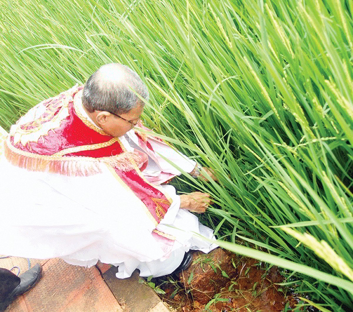 Parish Priest Fr Leonard Moraes cutting the first corn coinciding with the Konsachem fest at Raia on Monday.