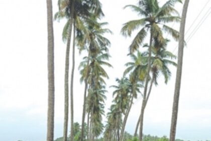 Parra & Arpora removed from PDA but  will TCP revoke permissions issued to builders?