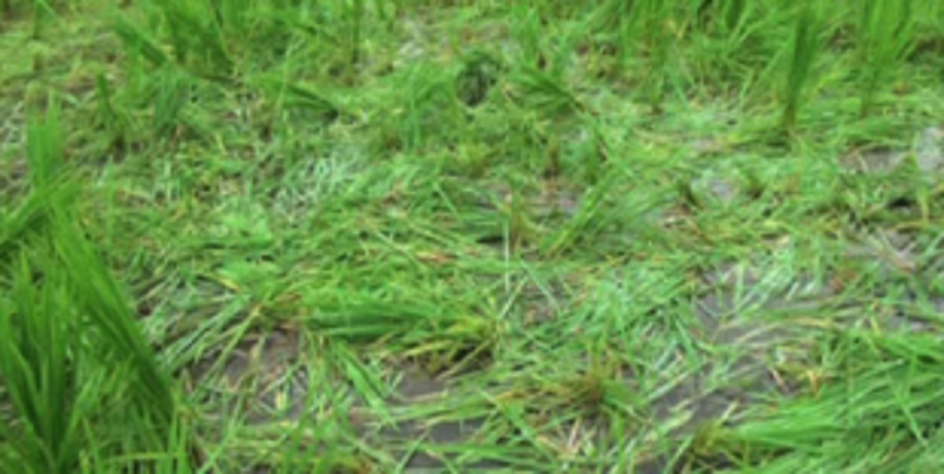 Past one year, Curti farmers urging govt to clear debris from fields