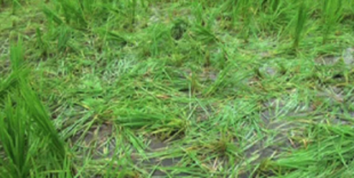 Past one year, Curti farmers urging govt to clear debris from fields