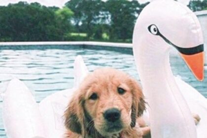 Pawsome summer: Keeping pets cool and happy