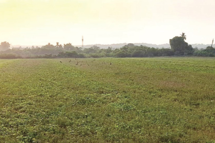 Peacocks, pigeons forcing Sangolda
farmers to abandon crops