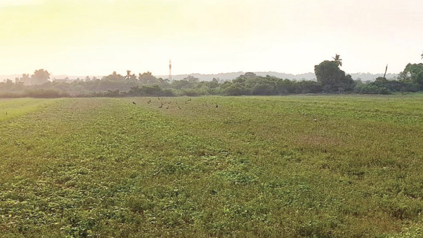 Peacocks, pigeons forcing Sangolda
farmers to abandon crops