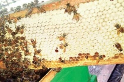 Peddem’s queen bee Carmeline, and bee-whisperer Melvin De souza enjoy sweet profits from their apiary