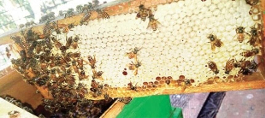 Peddem’s queen bee Carmeline, and bee-whisperer Melvin De souza enjoy sweet profits from their apiary 1 Peddem’s queen bee Carmeline, and bee-whisperer Melvin De souza enjoy sweet profits from their apiary