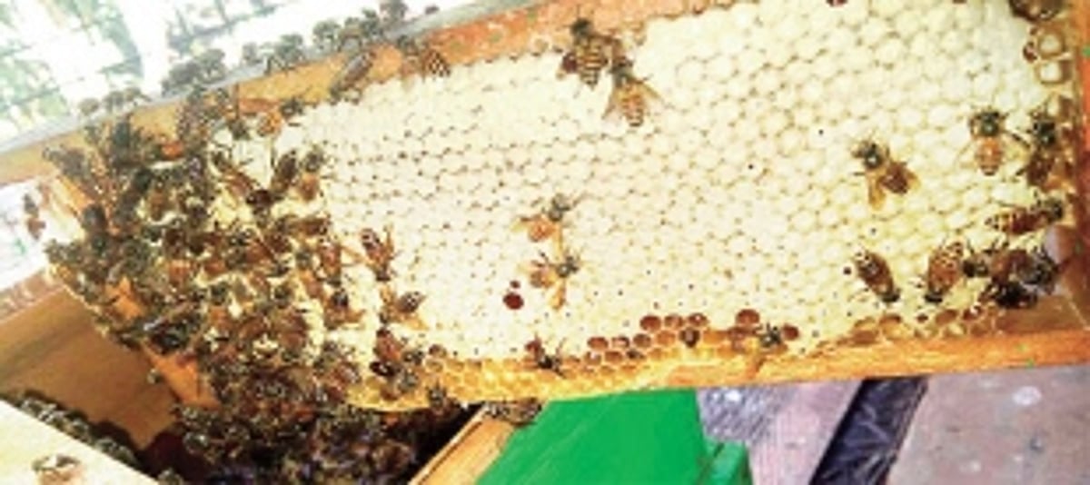 Peddem’s queen bee Carmeline, and bee-whisperer Melvin De souza enjoy sweet profits from their apiary