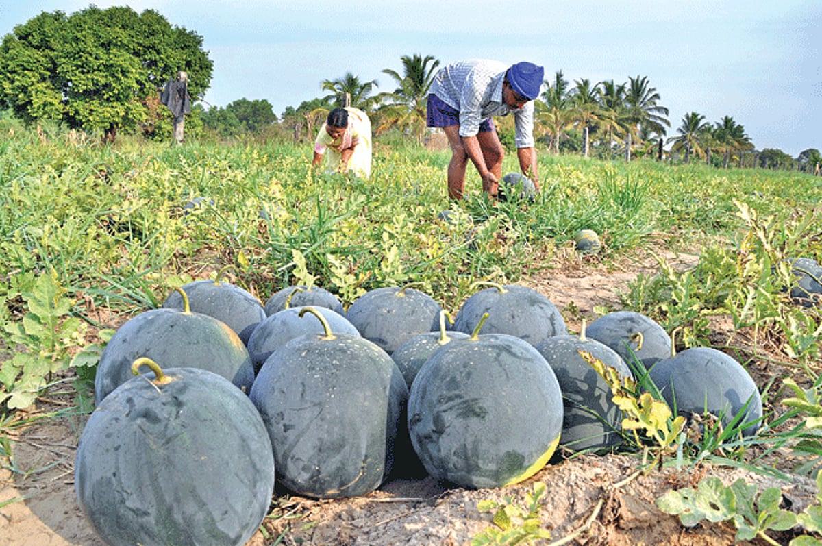 Pednekar family plucks watermelons in their field at Parra on Wednesday. Parra, a village in North Goa is famous for its locally grown watermelons.